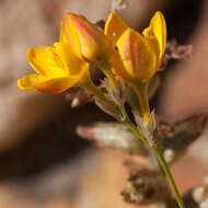 Image of Ixia dubia Vent.