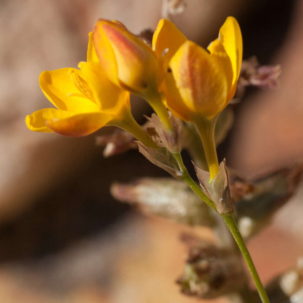 Image of Ixia dubia Vent.