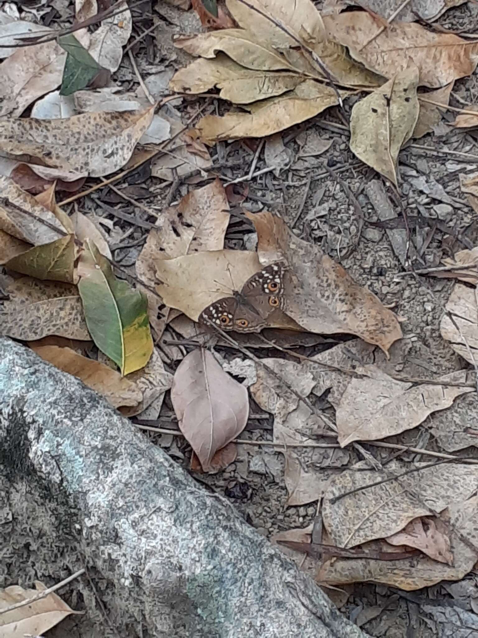 Imagem de Junonia lemonias aenaria Fruhstorfer 1912