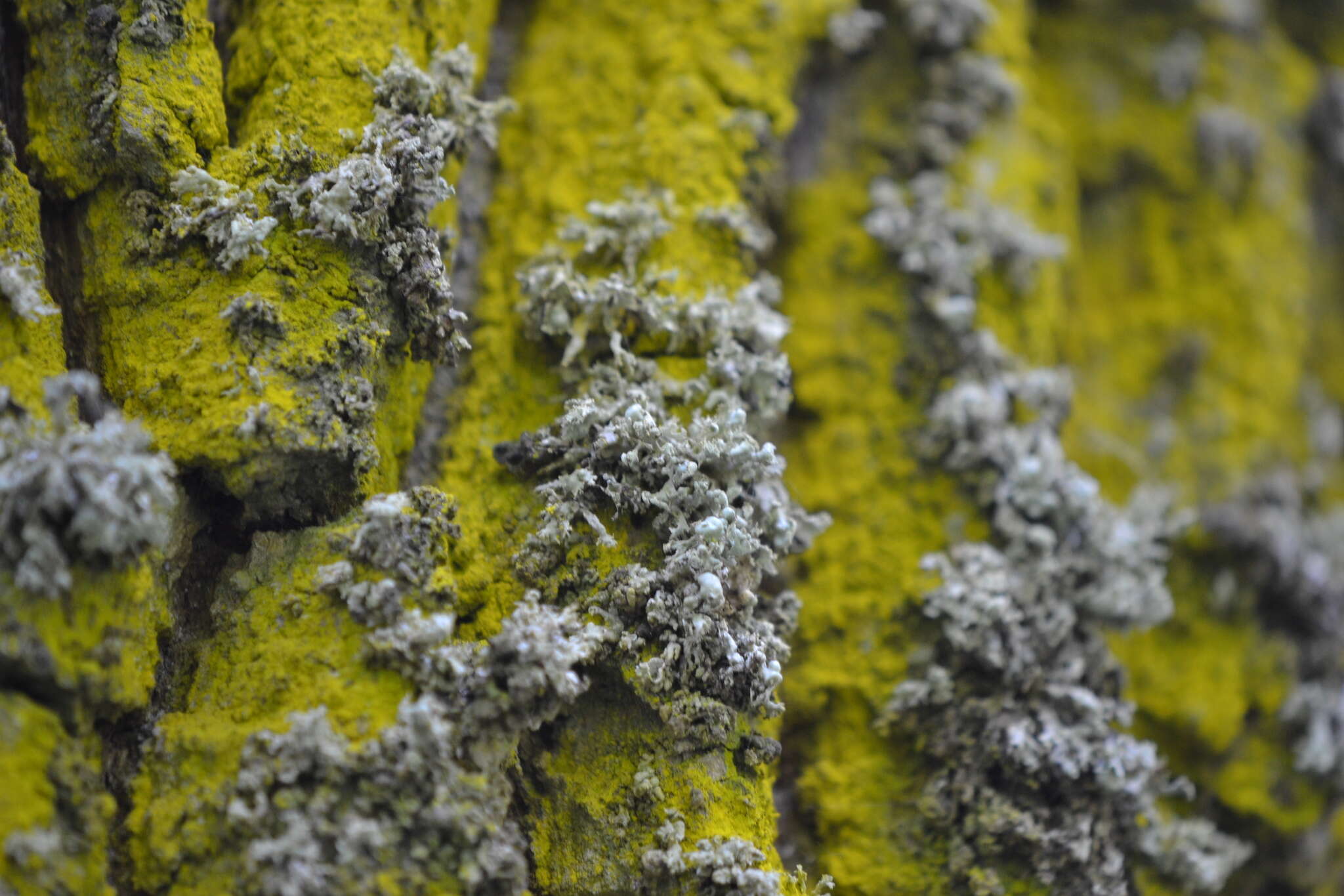 Image of Ramalina baltica Lettau