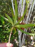 Image of Dracaena reflexa var. condensata H. Perrier