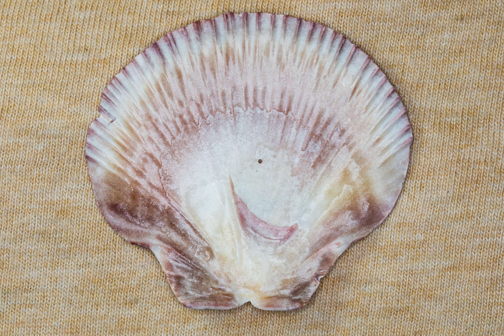 Image of Bermuda sand scallop