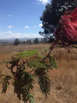 Imagem de Calliandra houstoniana var. anomala (Kunth) Barneby