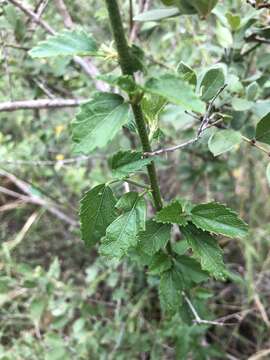 Hibiscus praeteritus R. A. Dyer的圖片