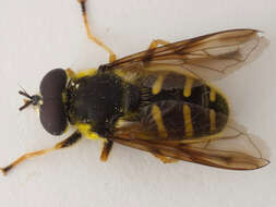 Image of Sericomyia chrysotoxoides Macquart 1842