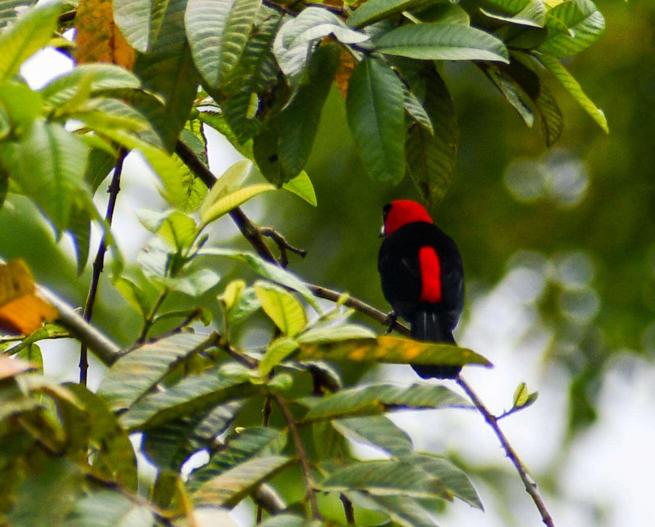 Plancia ëd Ramphocelus nigrogularis (Spix 1825)