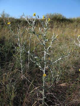 Image of Tragopogon tanaiticus Artemczuk