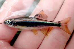 Image of Metallic Shiner