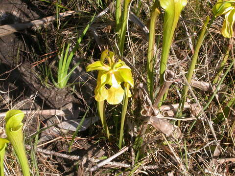 Image of Yellow Trumpets