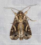 Sivun Spodoptera litura Fabricius 1775 kuva