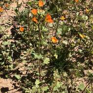 Image of Coulter's globemallow