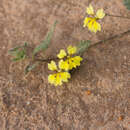 Image of Goodenia fascicularis F. Müll. & Tate.