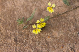 Image of Goodenia fascicularis F. Müll. & Tate.