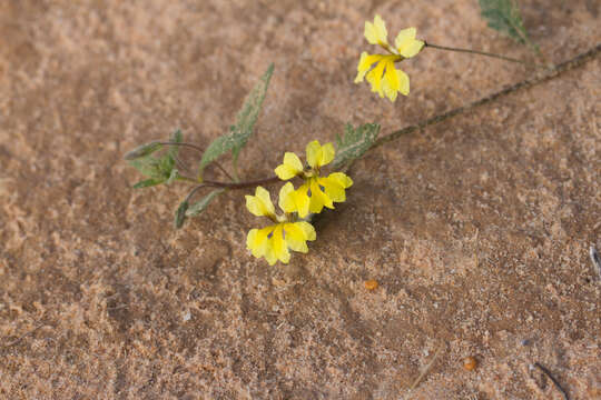 Image of Goodenia fascicularis F. Müll. & Tate.