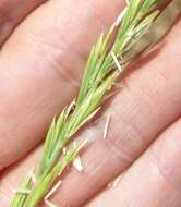 Image of Western-Wheat Grass