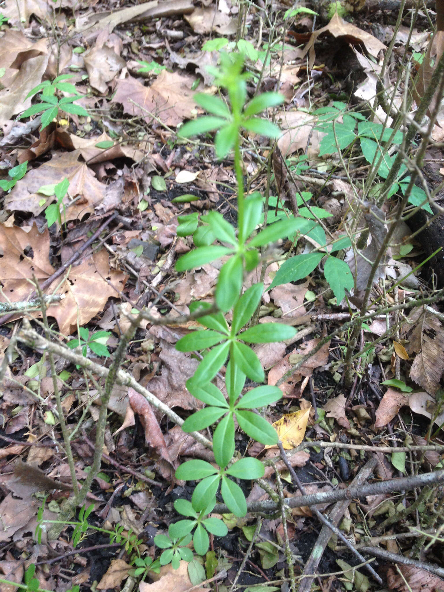 Image of fragrant bedstraw