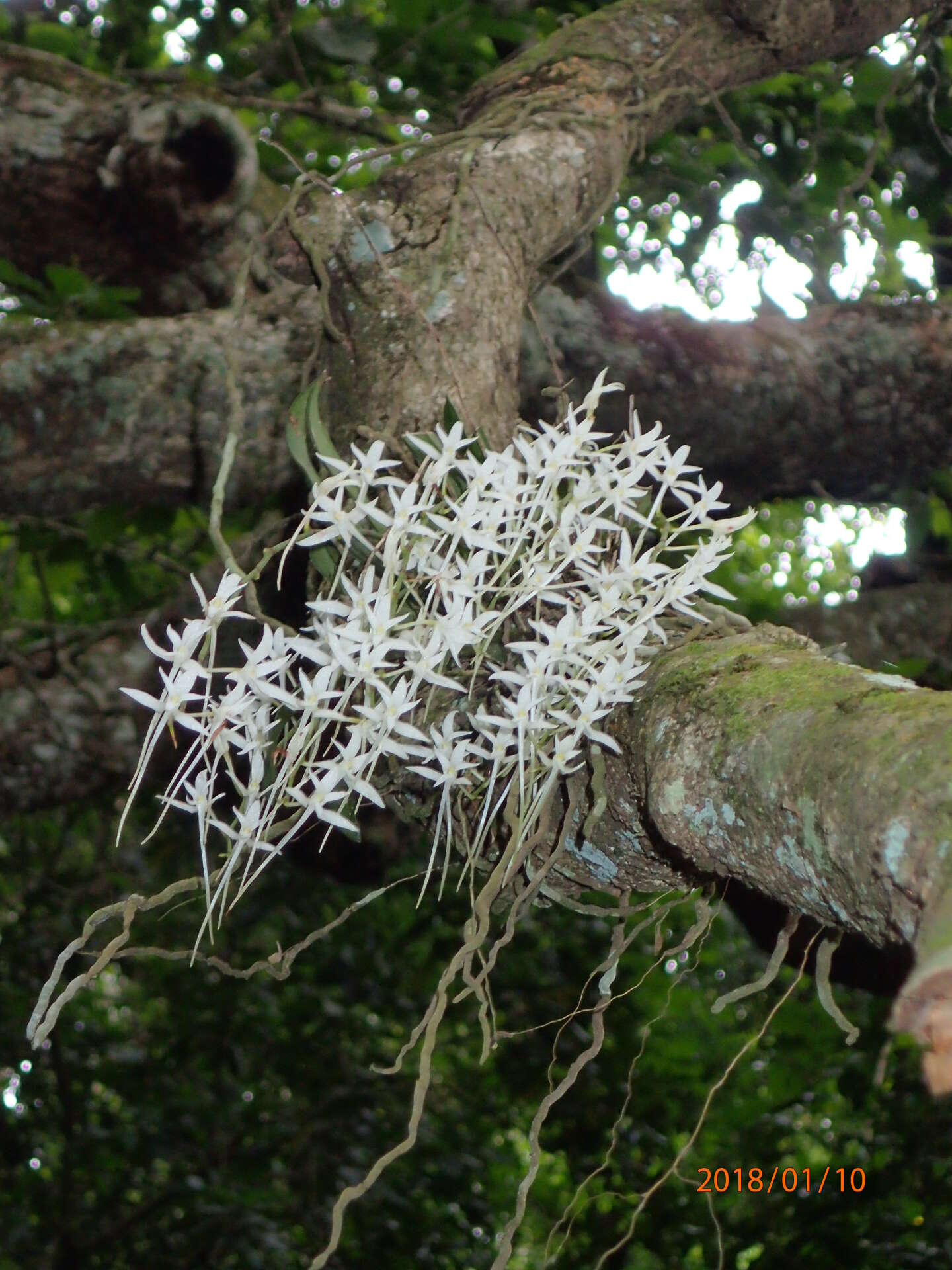 Image of Mystacidium capense (L. fil.) Schltr.