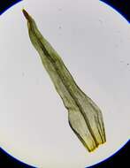 Image of <i>Plenogemma phyllantha</i>