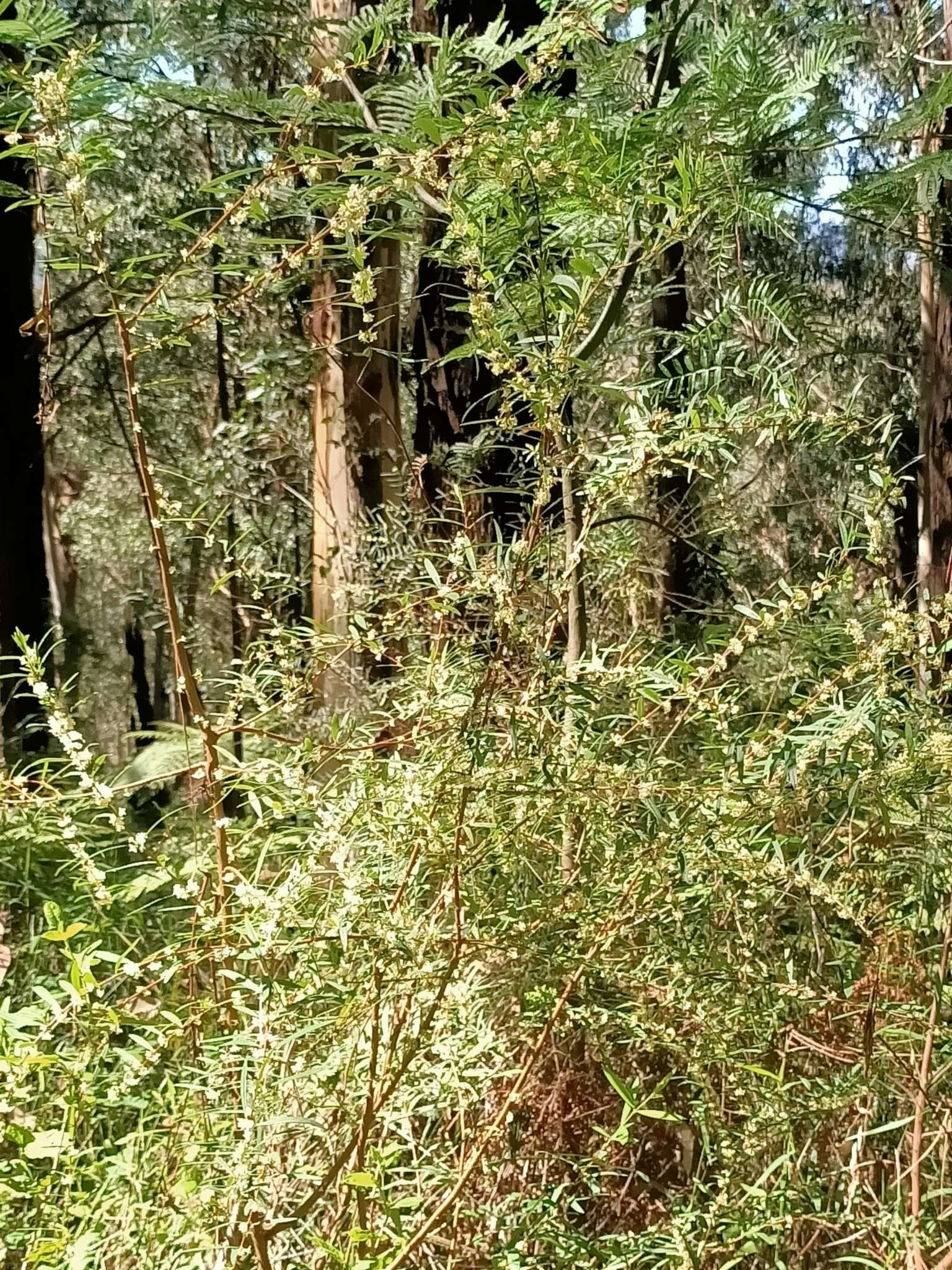 Image of Pimelea axiflora F. Müll.