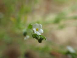 Image of sagebrush combseed