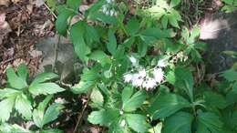 Image of eastern waterleaf