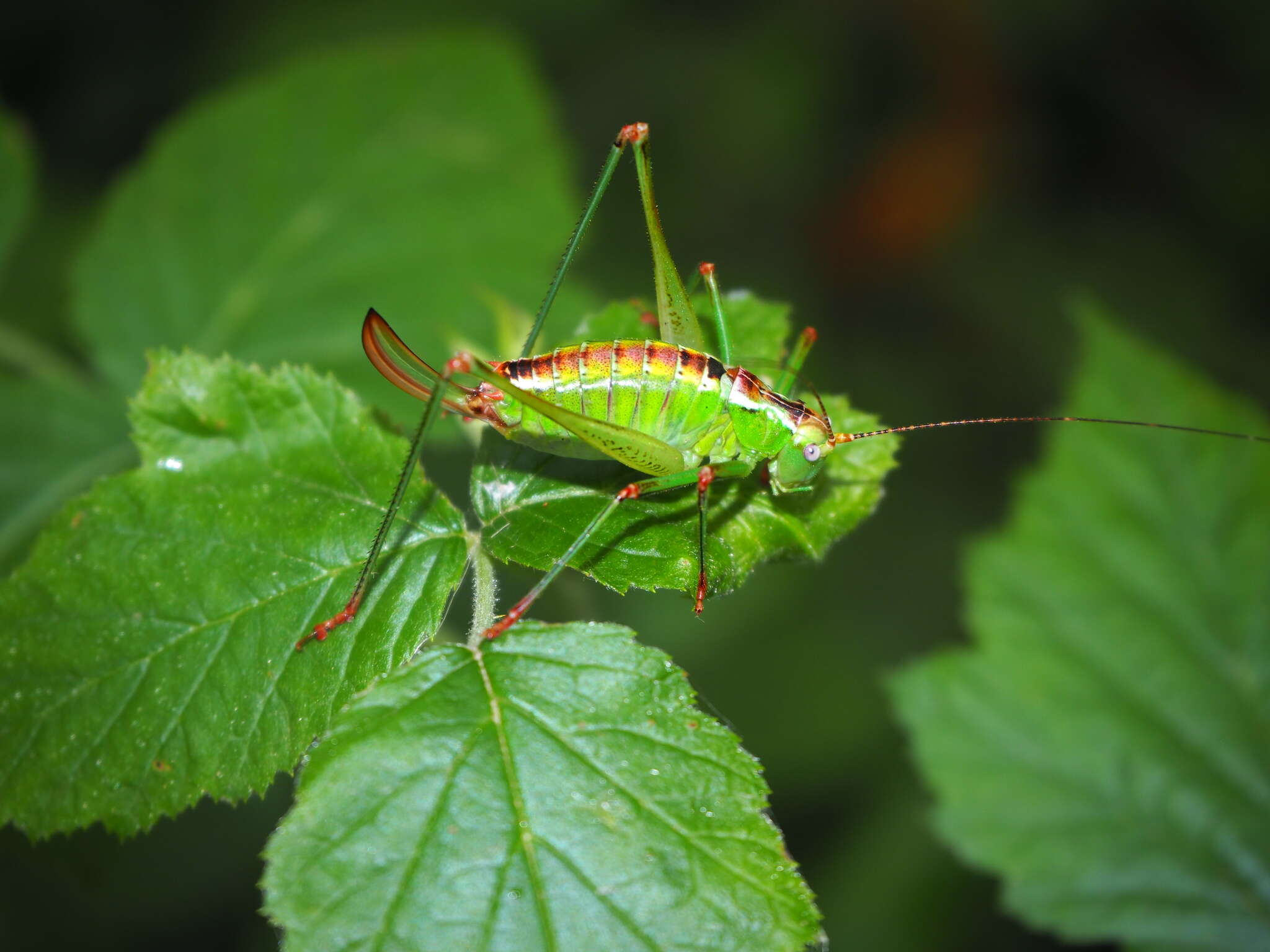 Image of Andreiniimon nuptialis (Karny 1918)