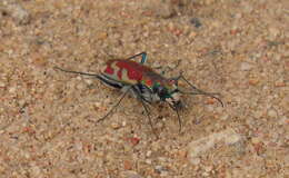 Image of Cicindela (Cicindela) lengi lengi W. Horn 1908