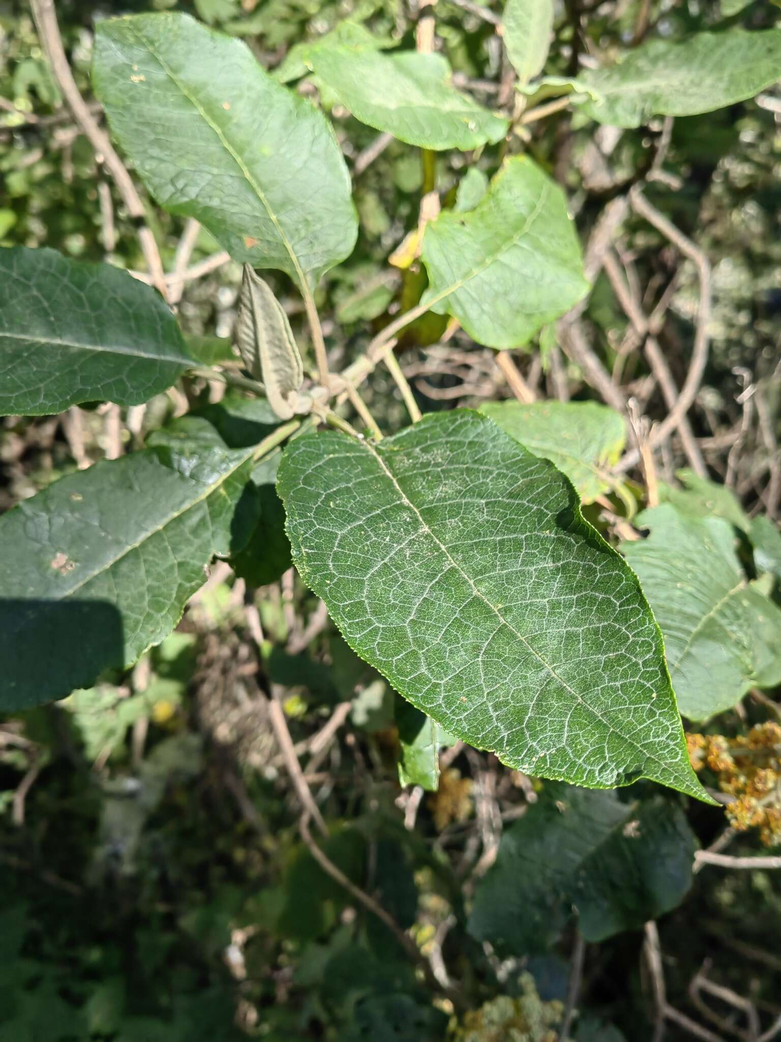 Image of Buddleja skutchii Morton