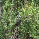 Image of White-browed Tit Warbler