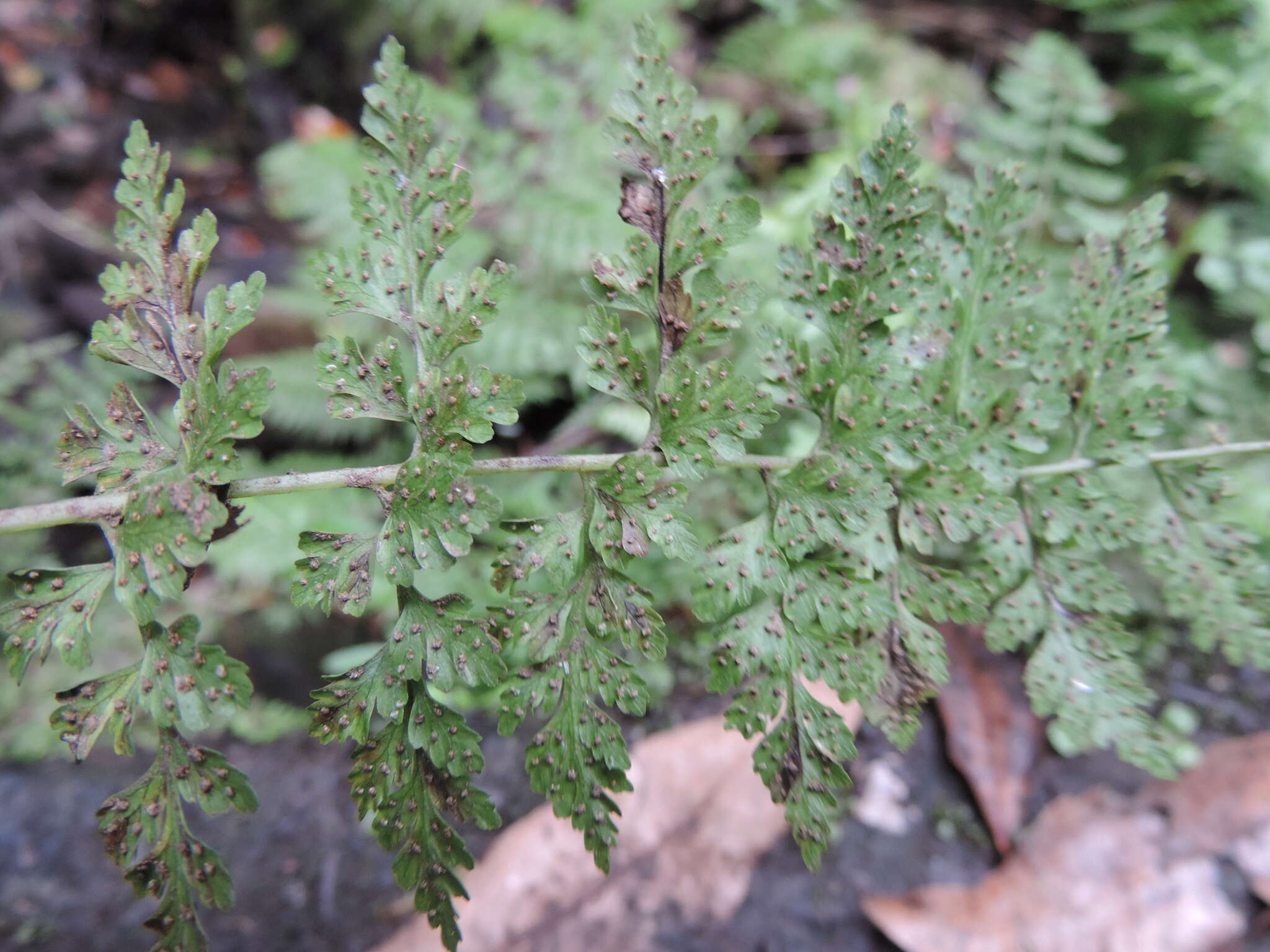 Image of Cystopteris diaphana (Bory) Blasdell