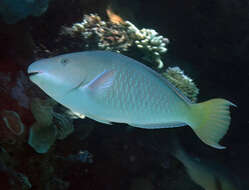 Image of Long-nosed Parrotfish