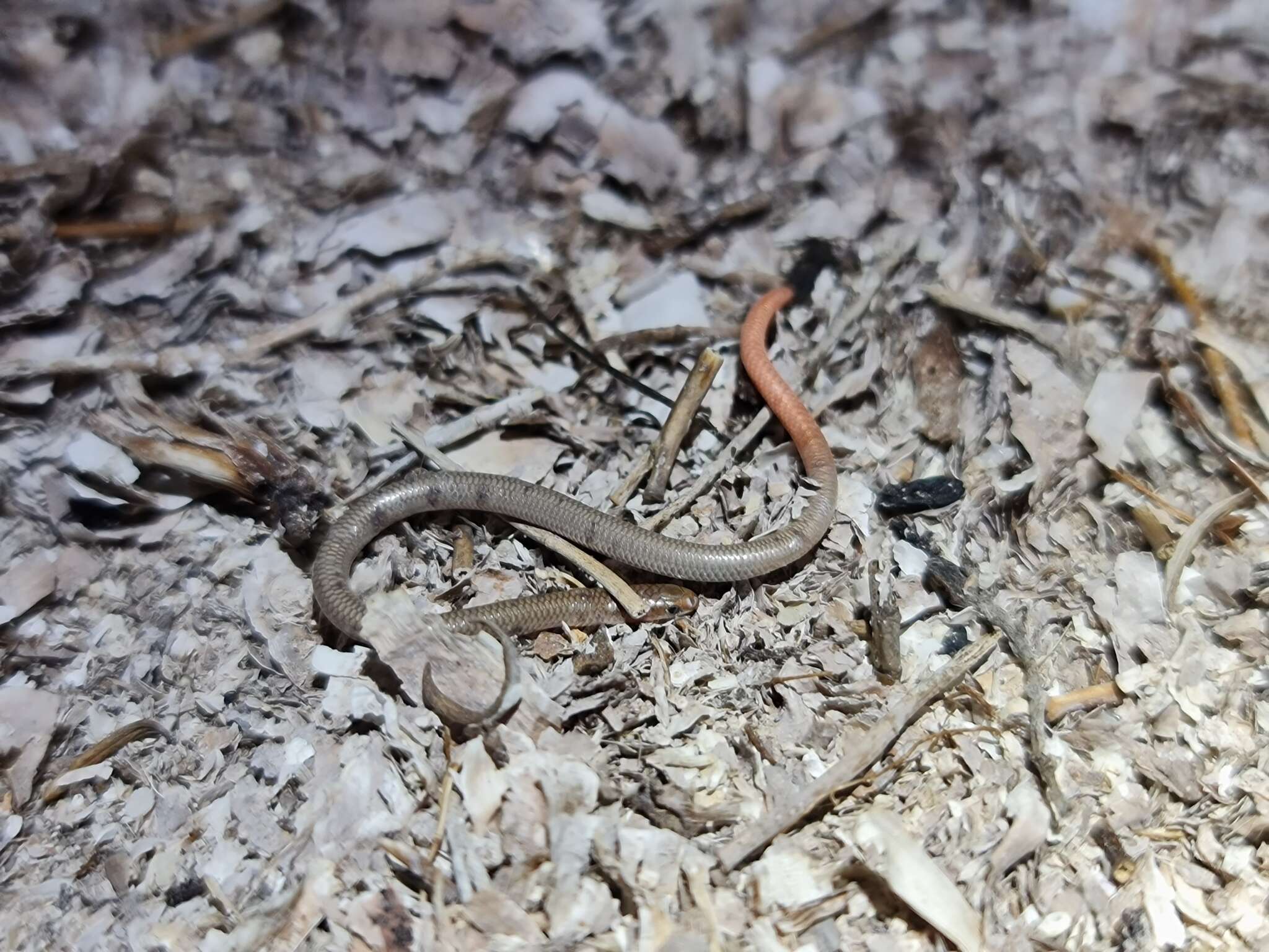 Image of Mallee Worm-lizard