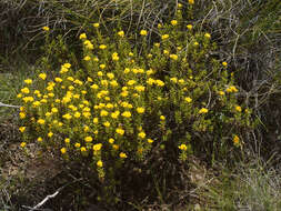 Image de Helichrysum trilineatum DC.