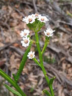 Image of Ixodia achillaeoides subsp. alata