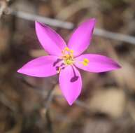 Image of Gyrandra chironioides Griseb.