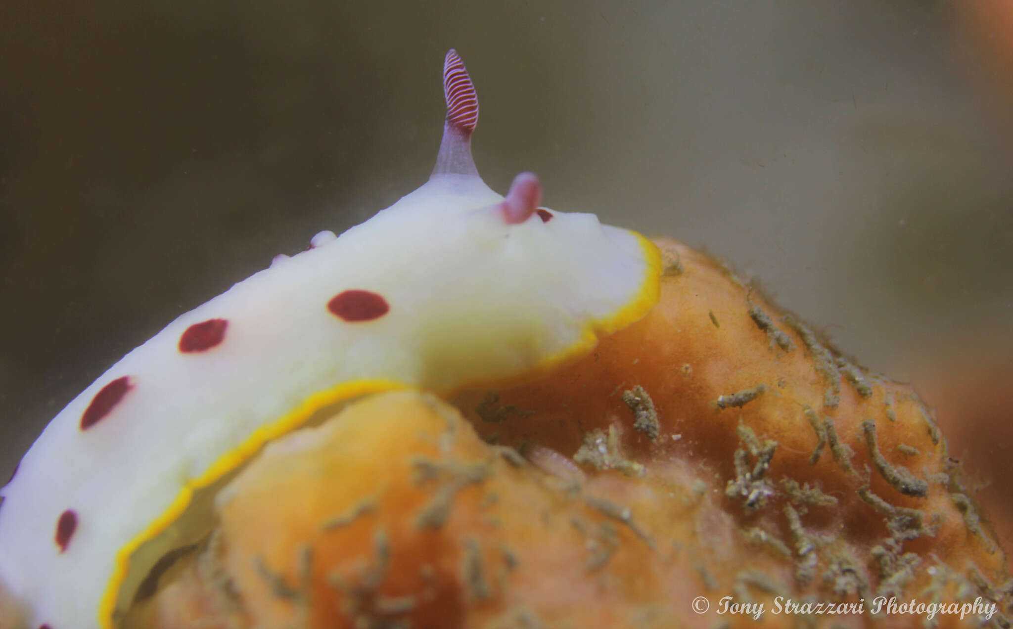 Image de Goniobranchus splendidus (Angas 1864)