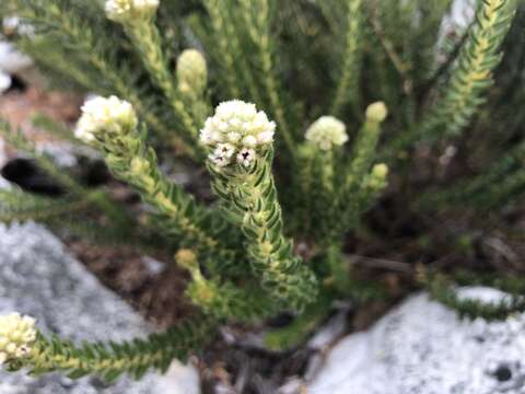 Imagem de Phylica strigosa Berg.