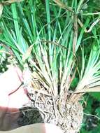 Image of Cumberland sedge