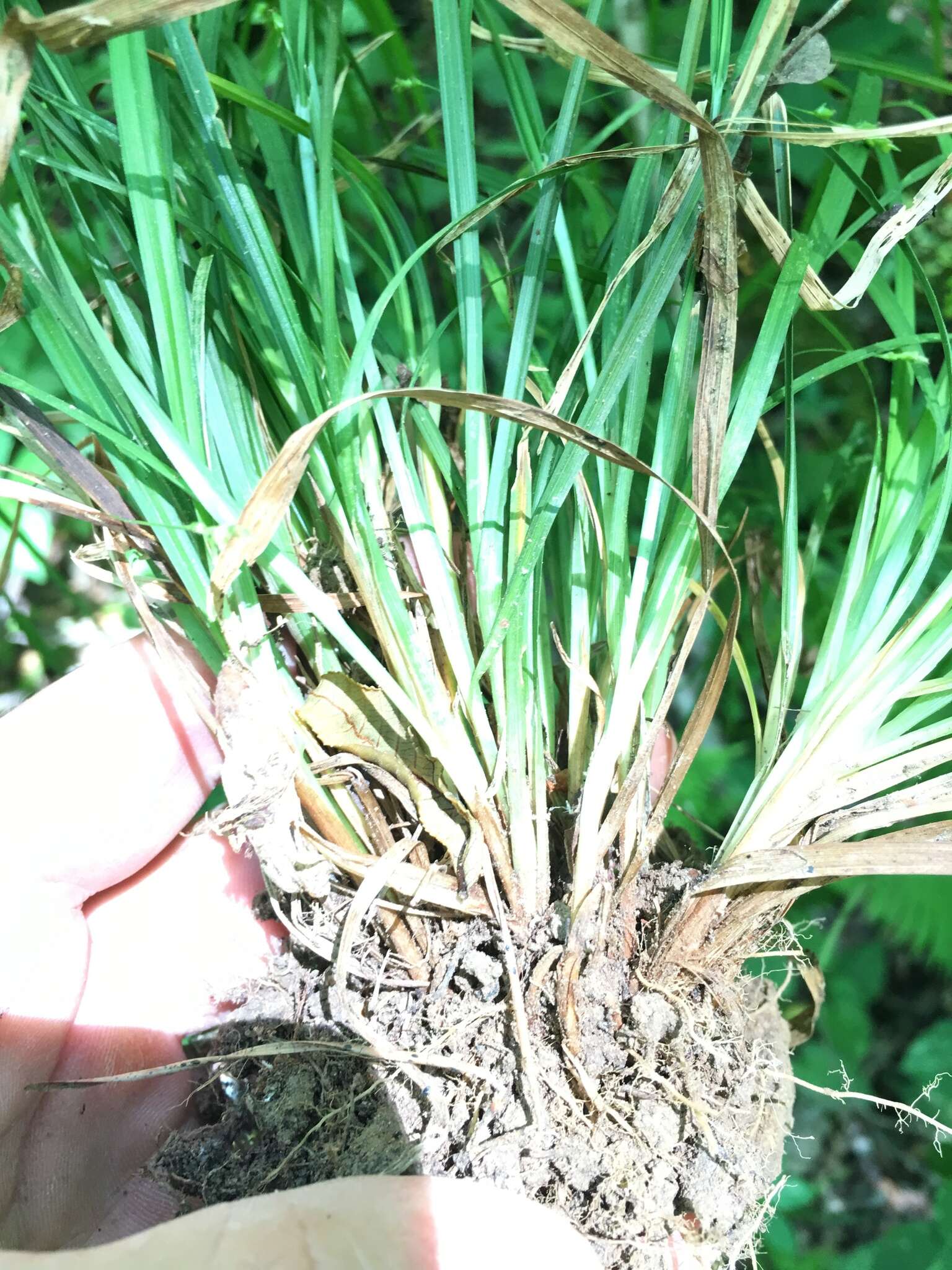 Image of Cumberland sedge