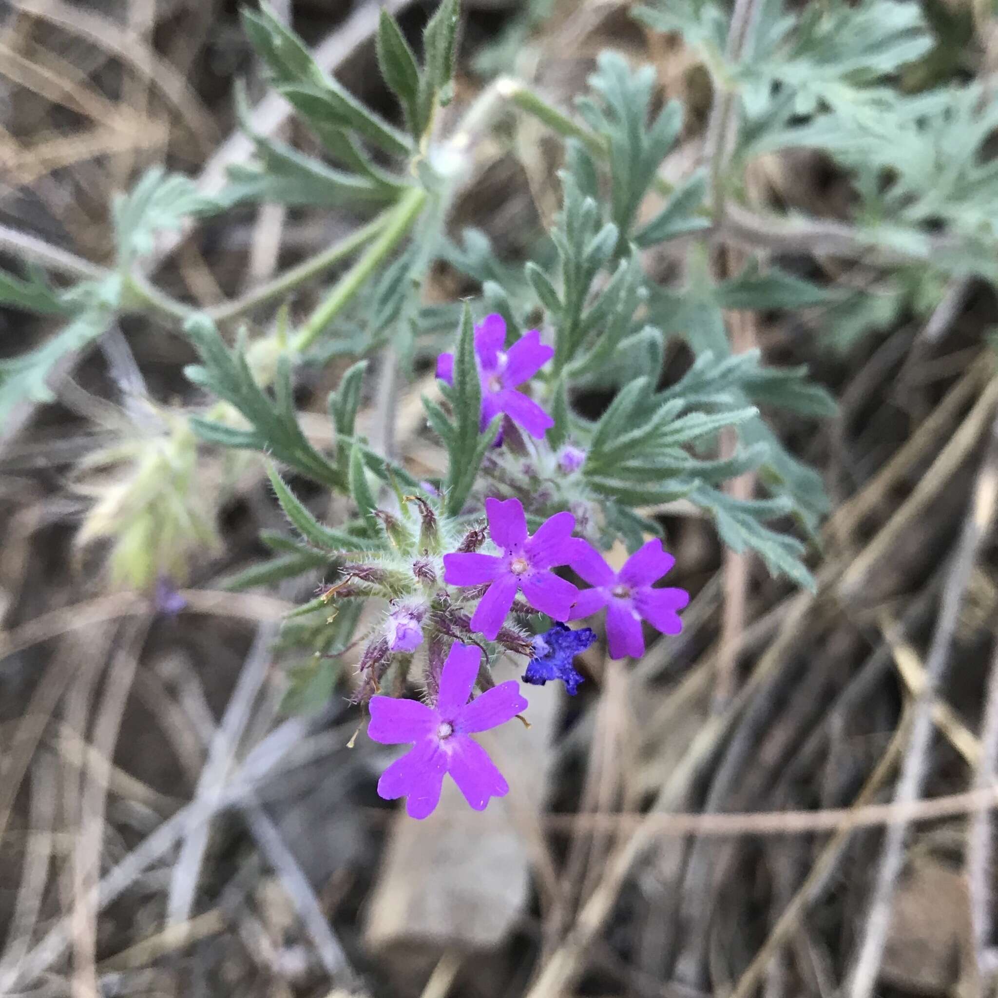 Image of Chiricahua Mountain mock vervain