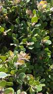 Image de Arctostaphylos pumila Nutt.