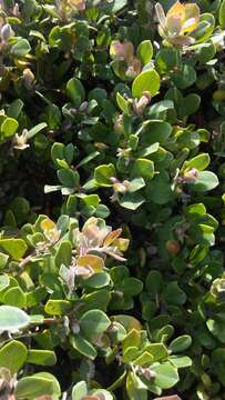 Слика од Arctostaphylos pumila Nutt.