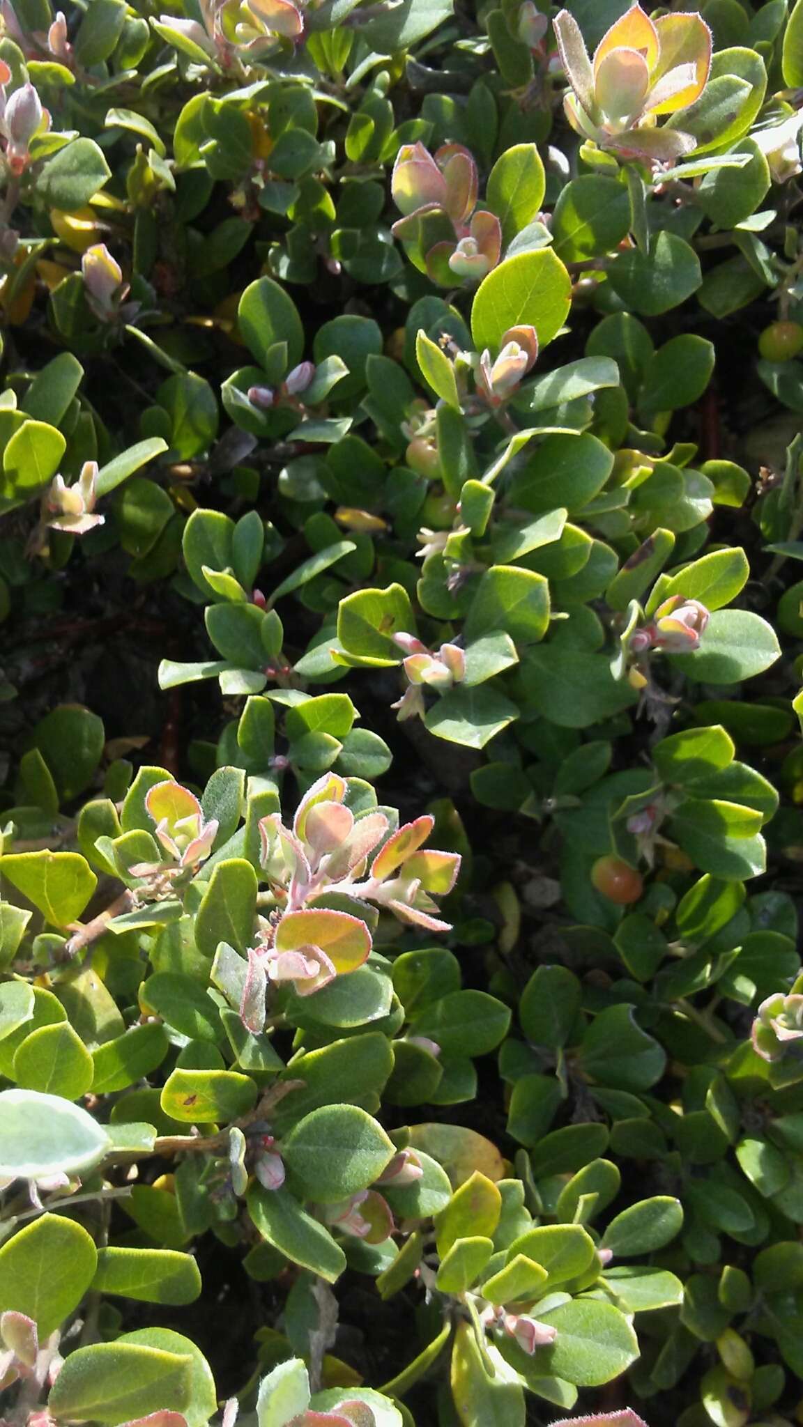 Image de Arctostaphylos pumila Nutt.