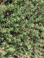Image of purple crowberry