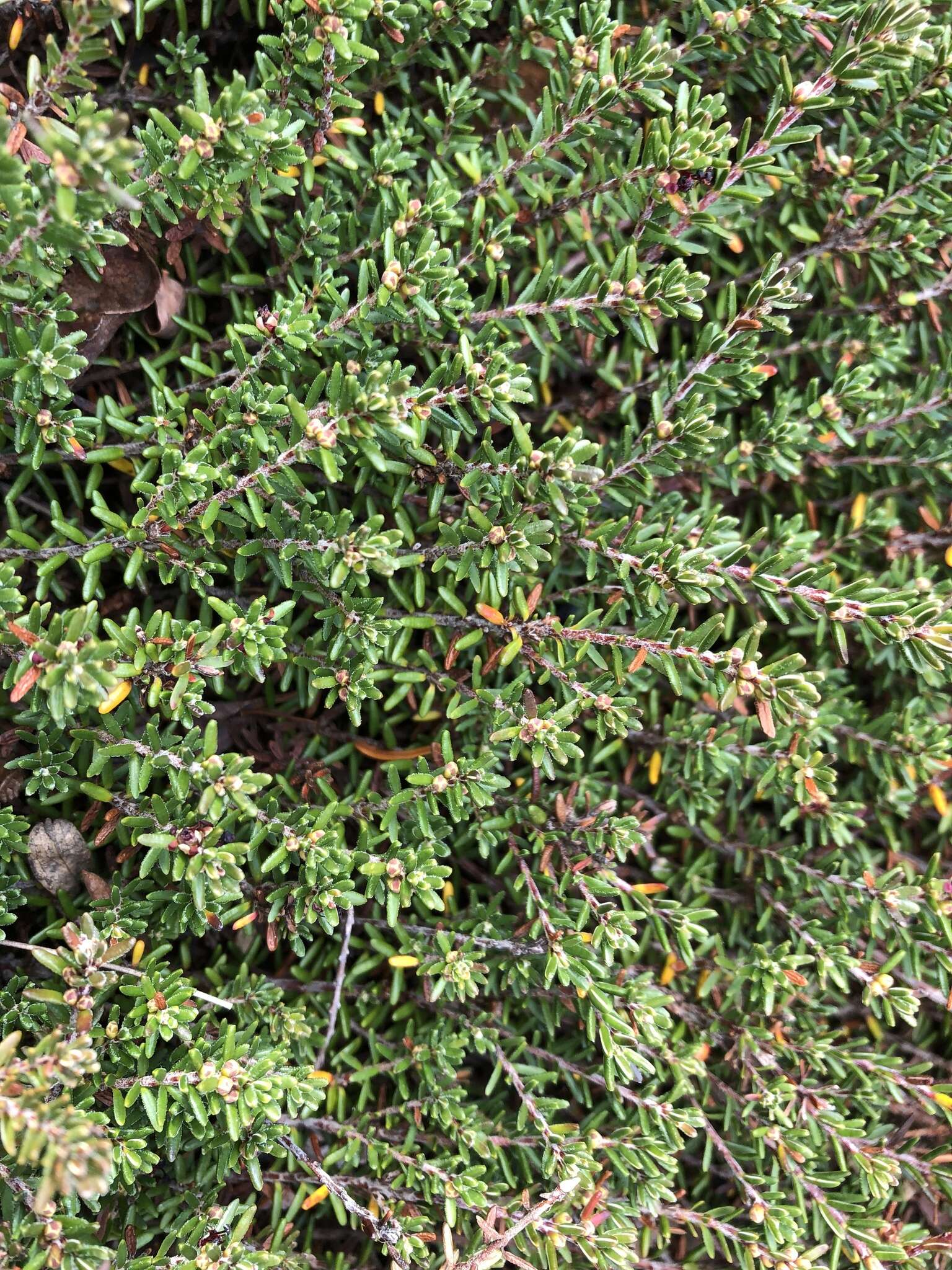 Image of purple crowberry
