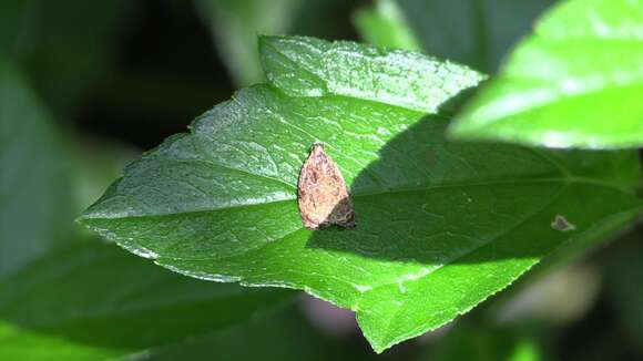 Image of Sycacantha inopinata Diakonoff 1973