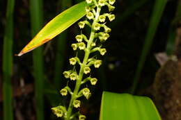 Image of Benthamia chlorantha (Spreng.) Garay & G. A. Romero
