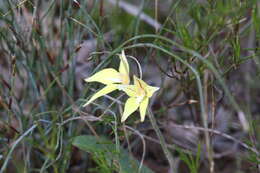 Caladenia flava subsp. flava resmi