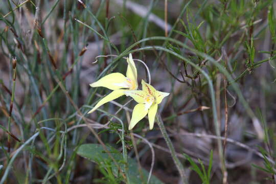 Image of Caladenia flava subsp. flava