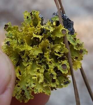 Image of Vulpicida canadensis (Räsänen) J.-E. Mattsson & M. J. Lai